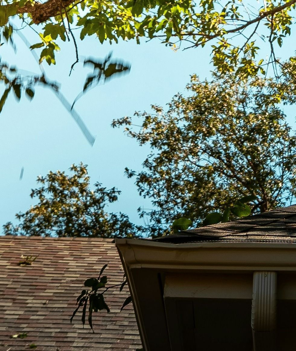 tree-service-edmonds-tree-service