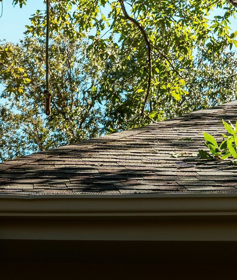 tree-service-edmonds-tree-service