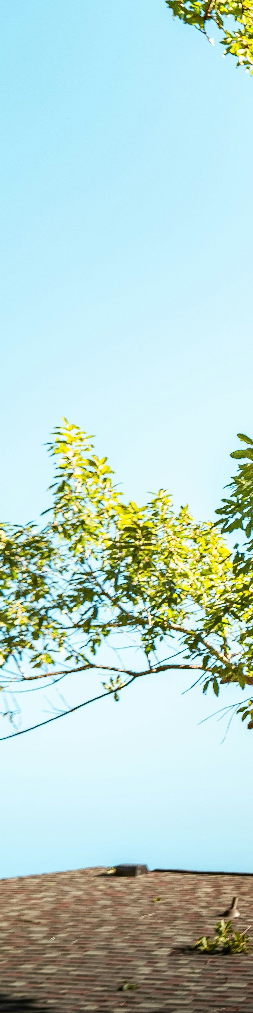 tree-service-edmonds-tree-service