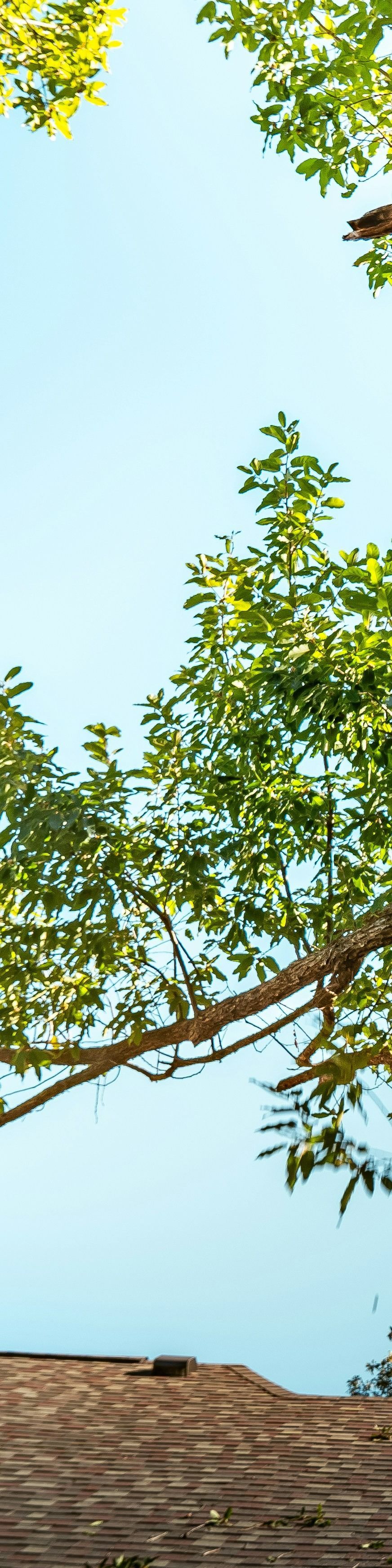 tree-service-edmonds-tree-service