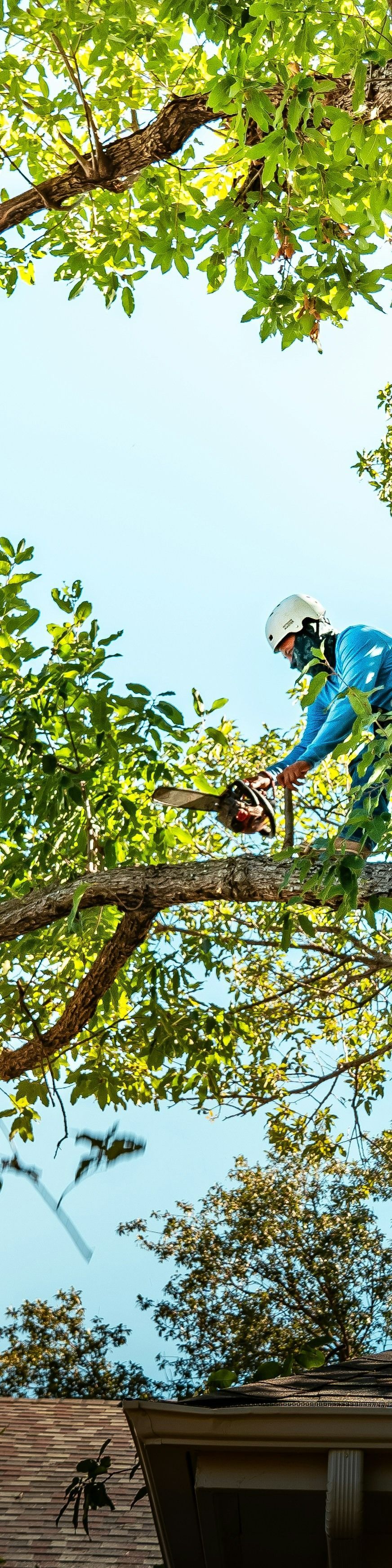 tree-service-edmonds-tree-service