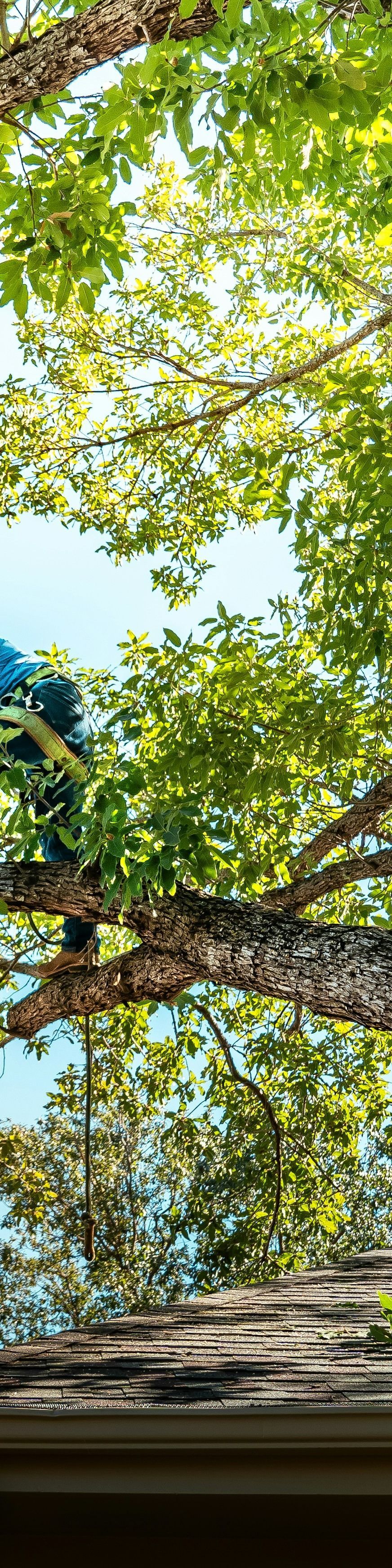 tree-service-edmonds-tree-service