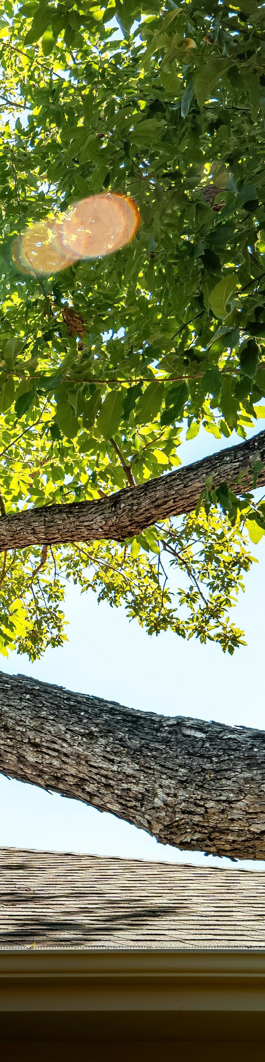 tree-service-edmonds-tree-service