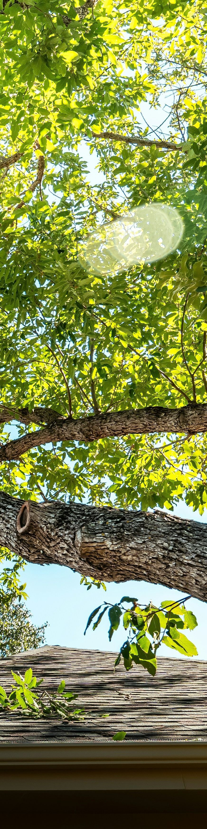 tree-service-edmonds-tree-service