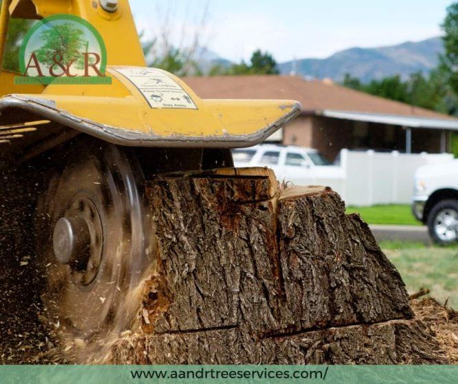 A yellow stump grinder grinding down a tree stump in a yard, with a house and cars in the background.