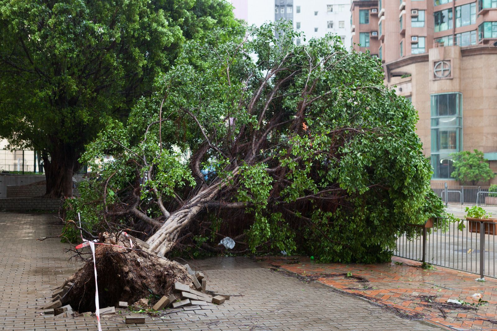 A large tree has fallen on a sidewalk.