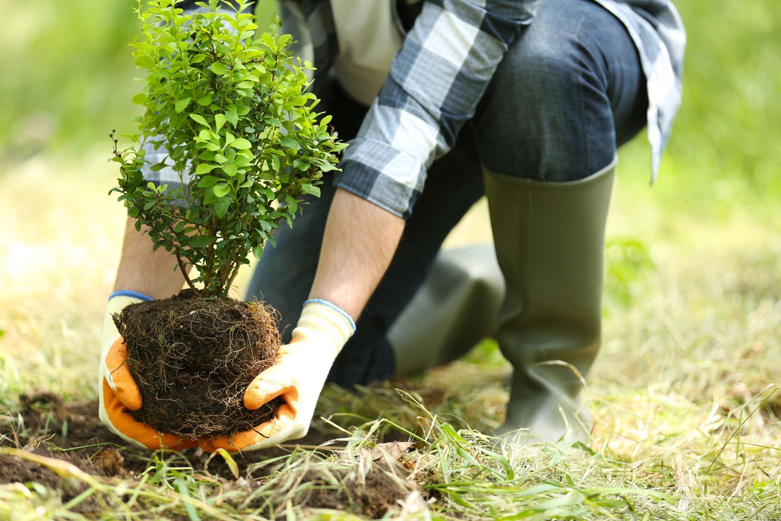 Person kneeling, planting a small tree in a grassy area, wearing gloves and boots.