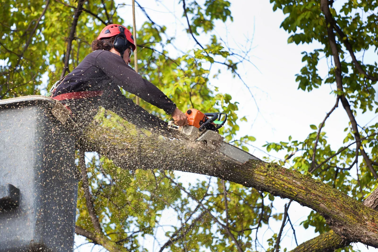 A man is cutting a tree branch with a chainsaw.