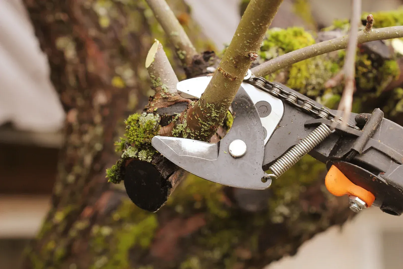 A person is cutting a tree branch with a pair of scissors.