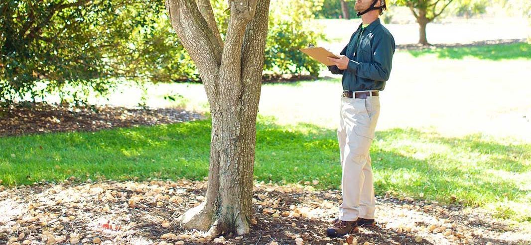 A person in work attire inspecting a tree in an outdoor setting, holding a clipboard and looking up.