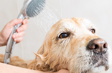 Dog Shower