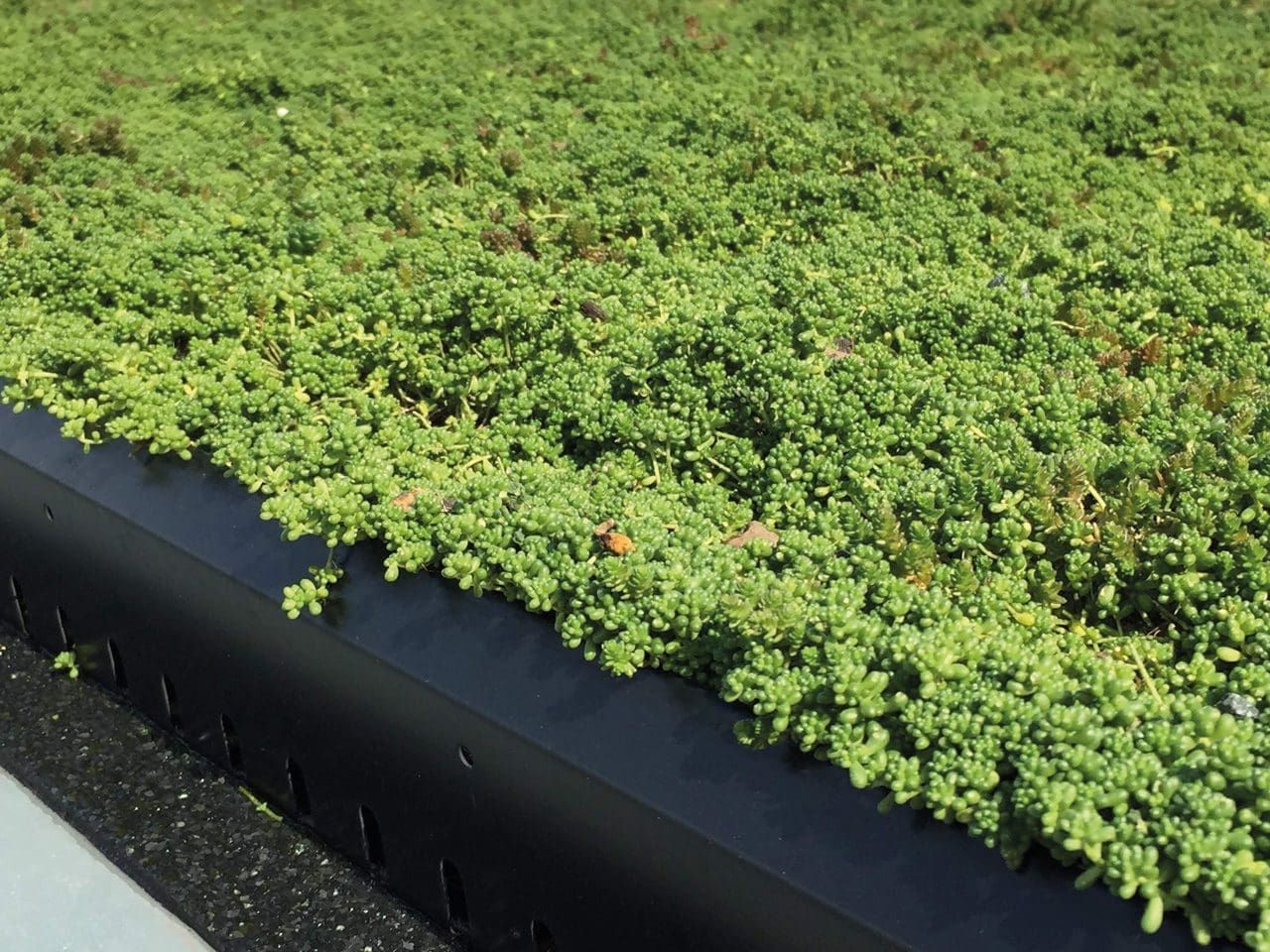 Et frodigt grønt felt af planter, der vokser på en sort overflade.