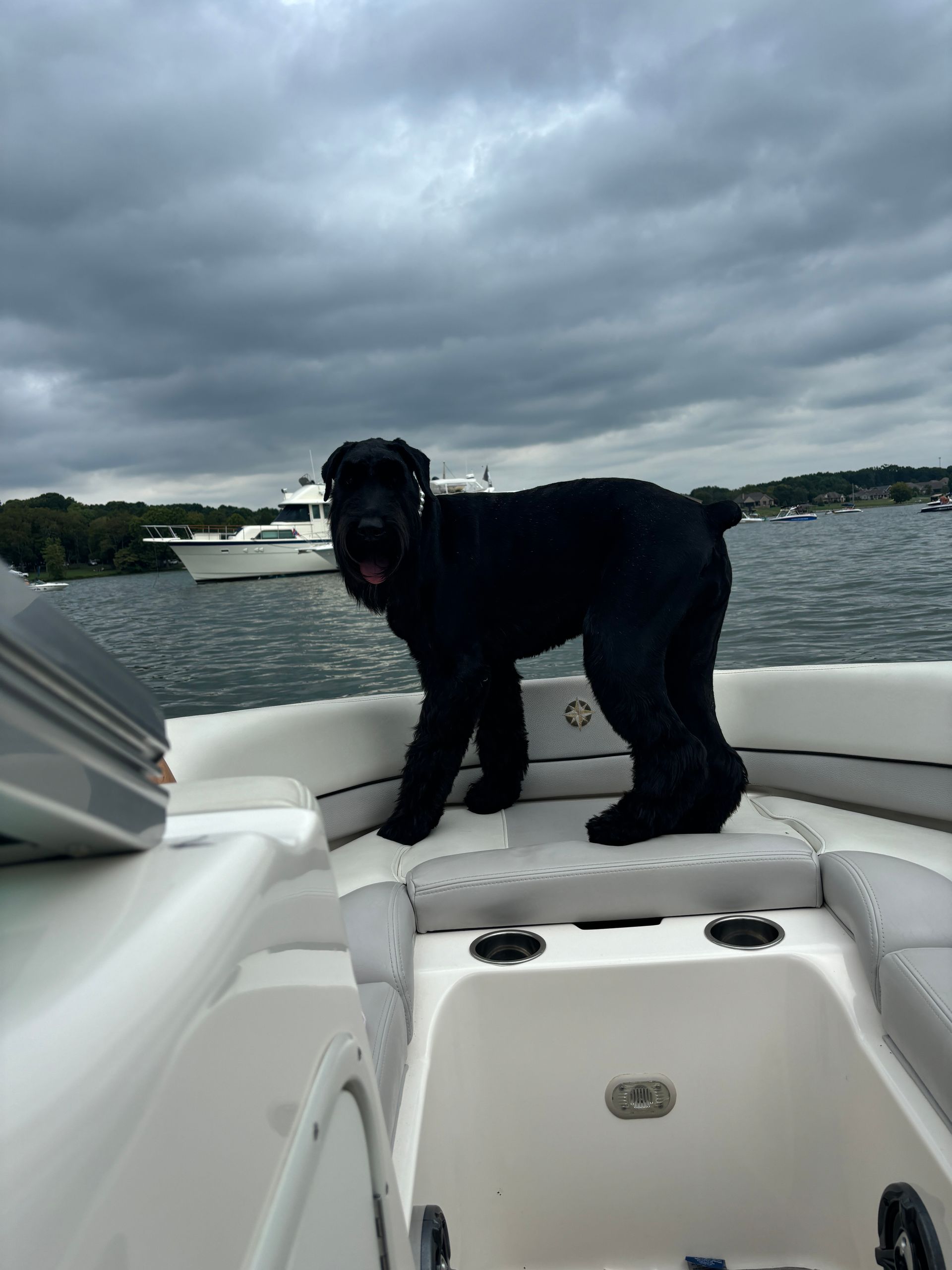 A black dog is standing on the back of a boat