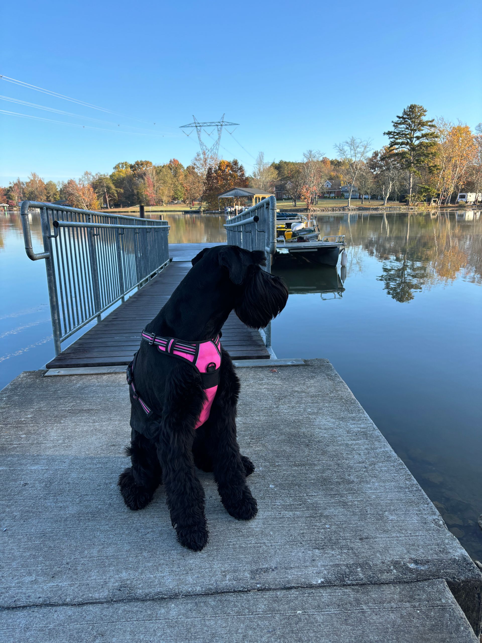 A black dog is sitting on a dock next to a body of water.