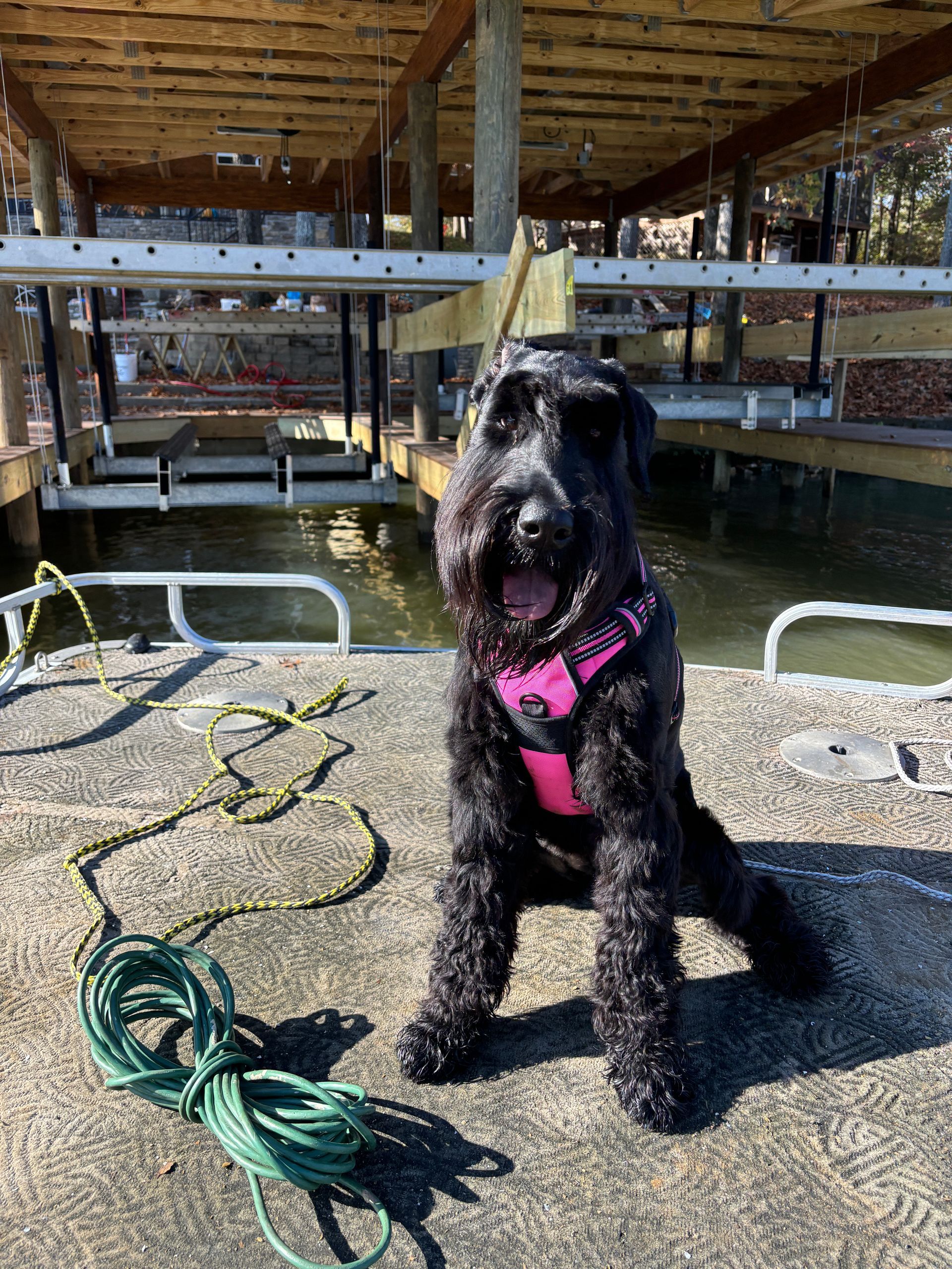 A small black dog is sitting on the deck of a boat.