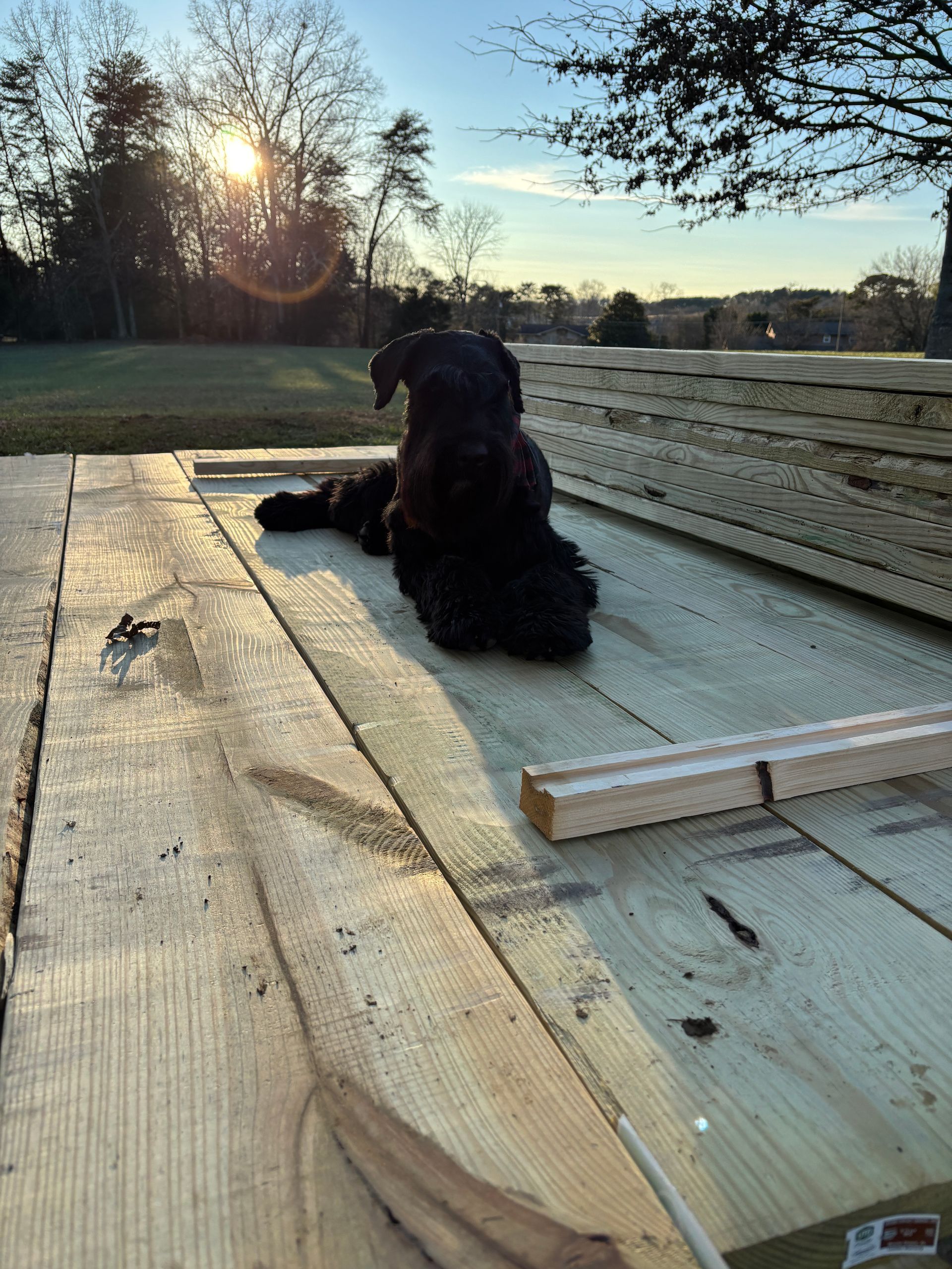 A black dog is laying on a wooden deck.