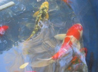 Koi Fishes — Jacksonville, FL — K & R Pond Care Inc