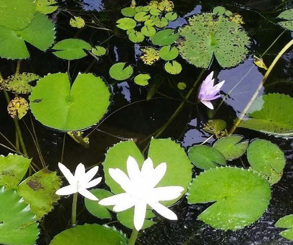 Water Lily — Jacksonville, FL — K & R Pond Care Inc