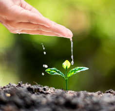 A person is watering a small plant with their finger.