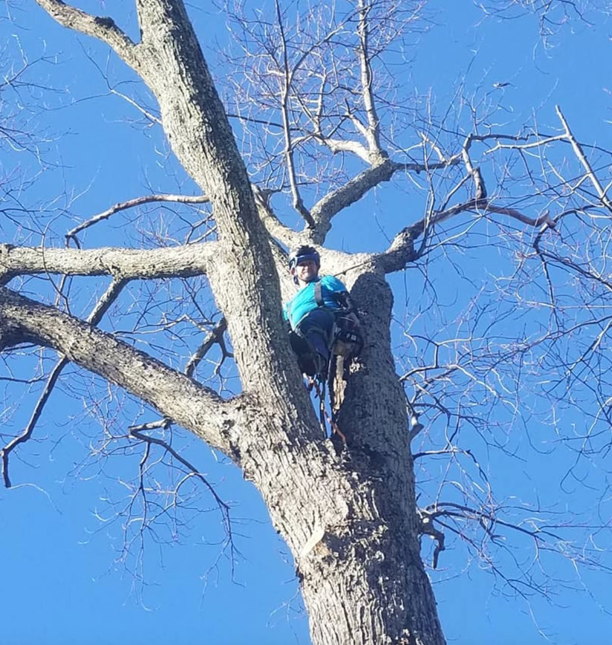 Person climbing a leafless tree against a bright blue sky