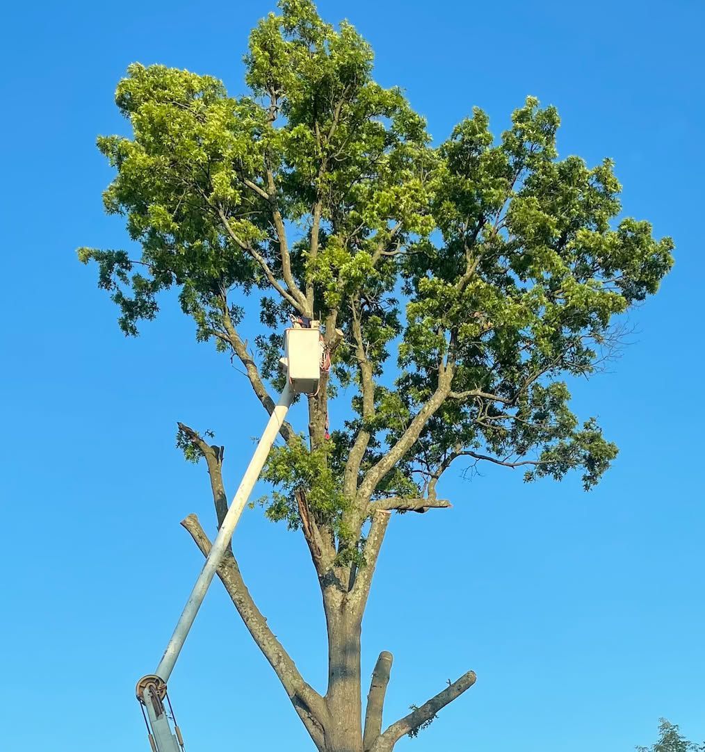 Tree being pruned against a clear blue sky