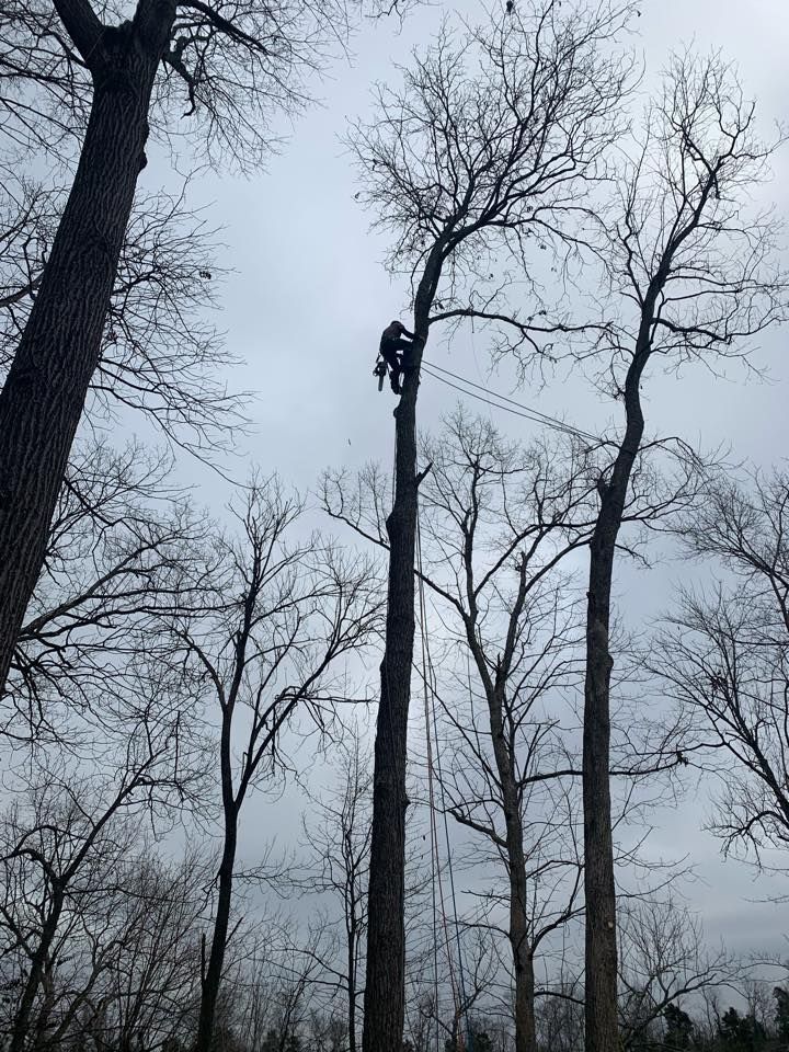 Person climbing a tall tree trunk in a bare forest on a gray day