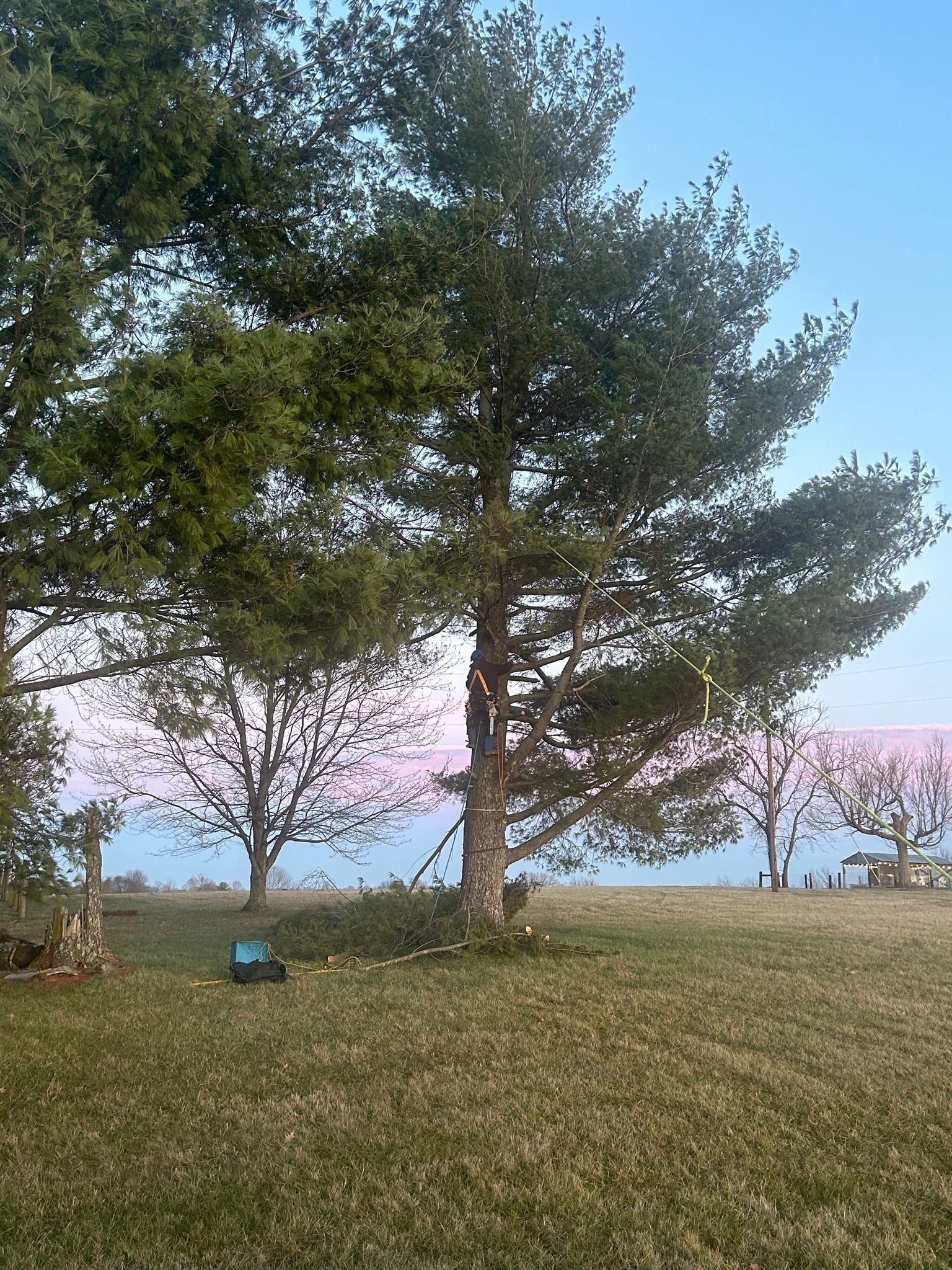 Two trees in a grassy park by the water at dusk, with a small blue chair in the foreground.