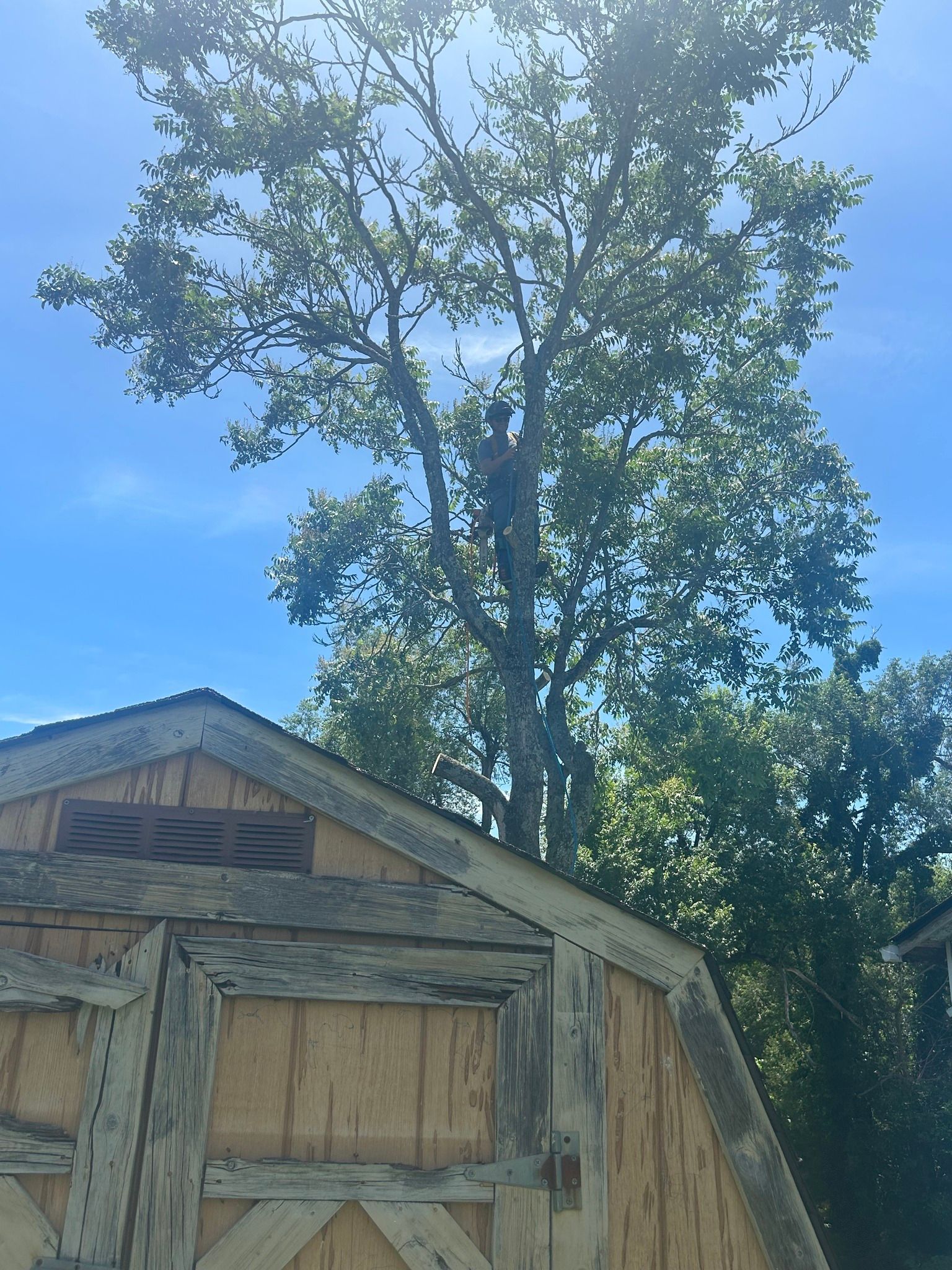 Rustic wooden shed under tall trees against a bright blue sky