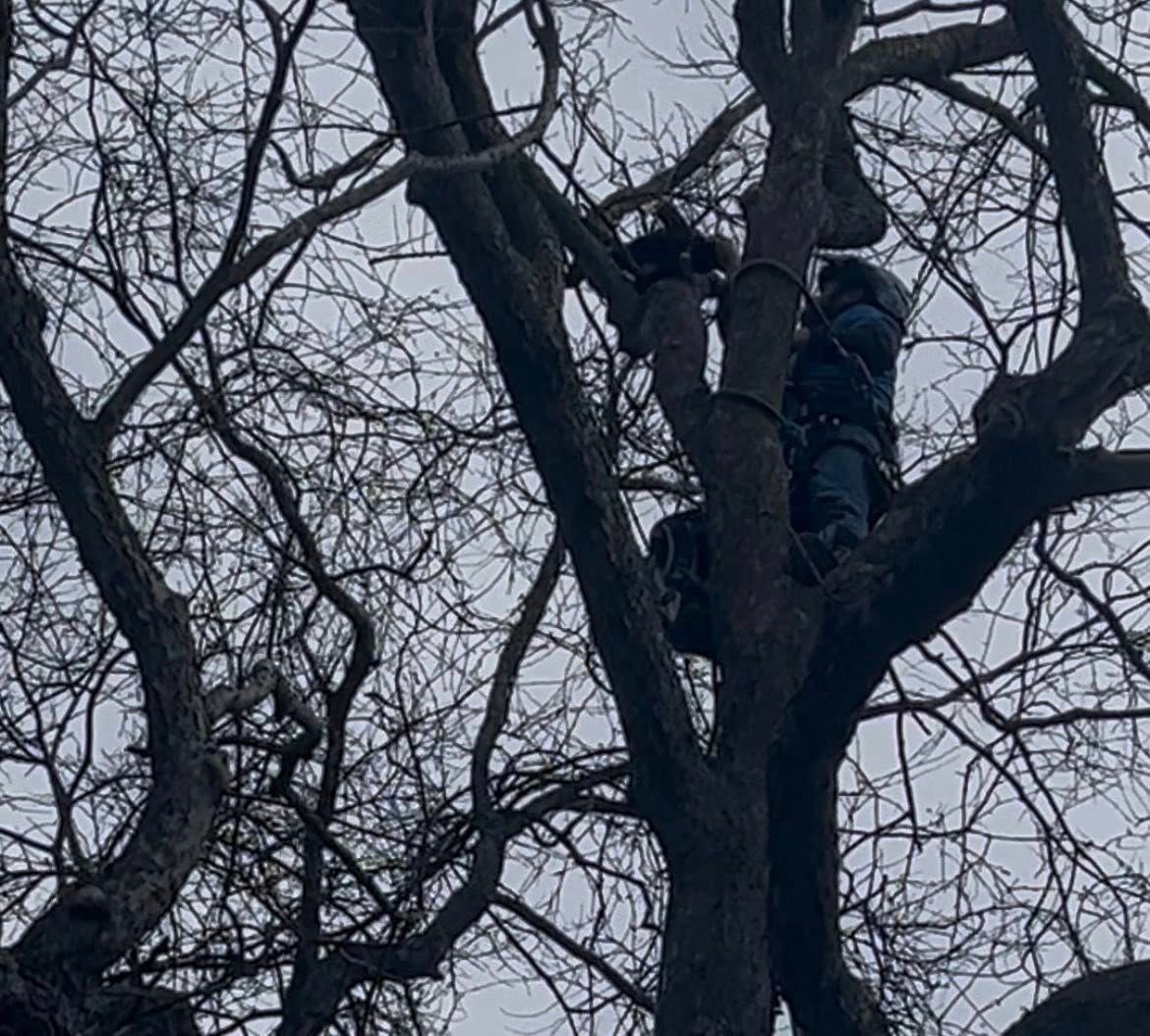 Two workers in a leafless tree, seen from below against a gray sky. Two workers in a leafless tree, seen from below against a gray sky.