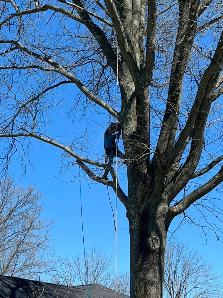 Person climbing a tall tree with ropes against a clear blue sky Person climbing a tall tree with ropes against a clear blue sky