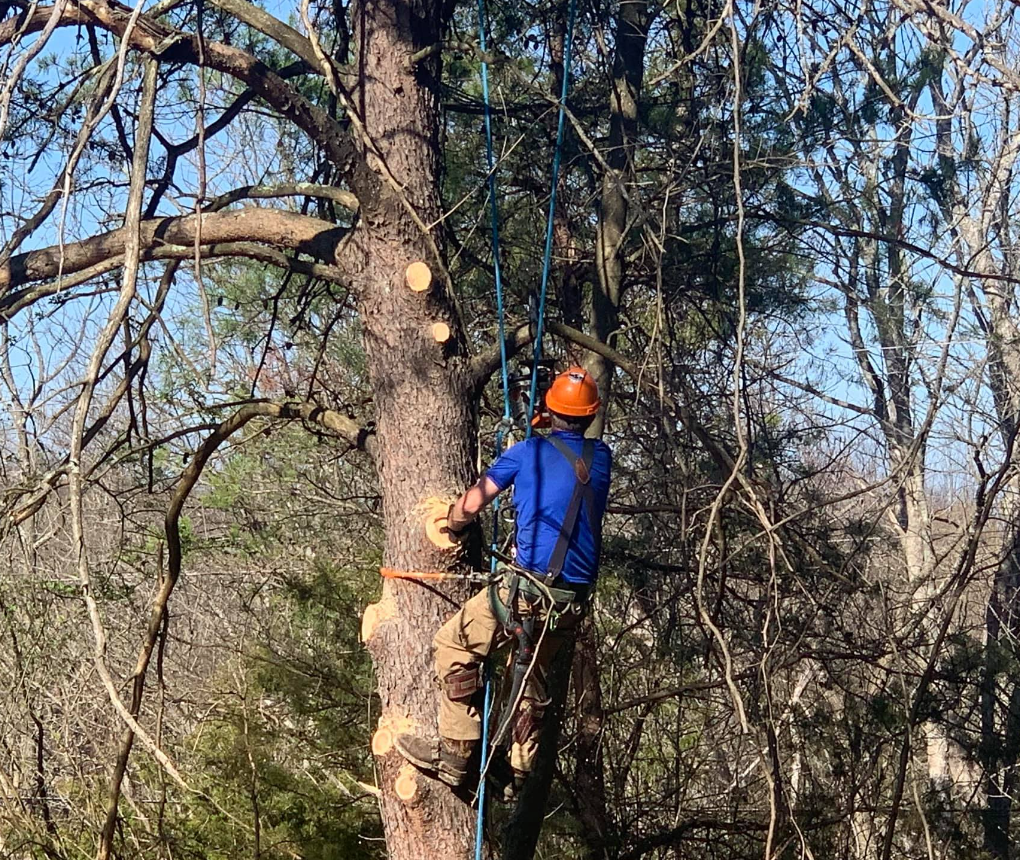 Tree worker in orange helmet climbing a tree with ropes in a wooded area