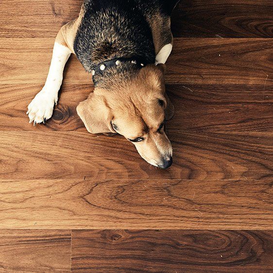 Hardwood Flooring Springfield Ma, Is Hardwood Or Laminate Better For Dogs