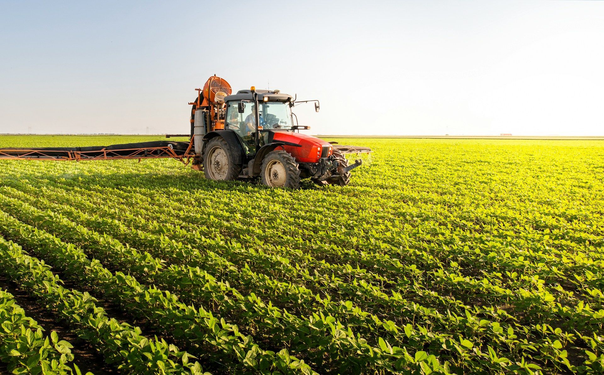 A red tractor is spraying a field of green plants.