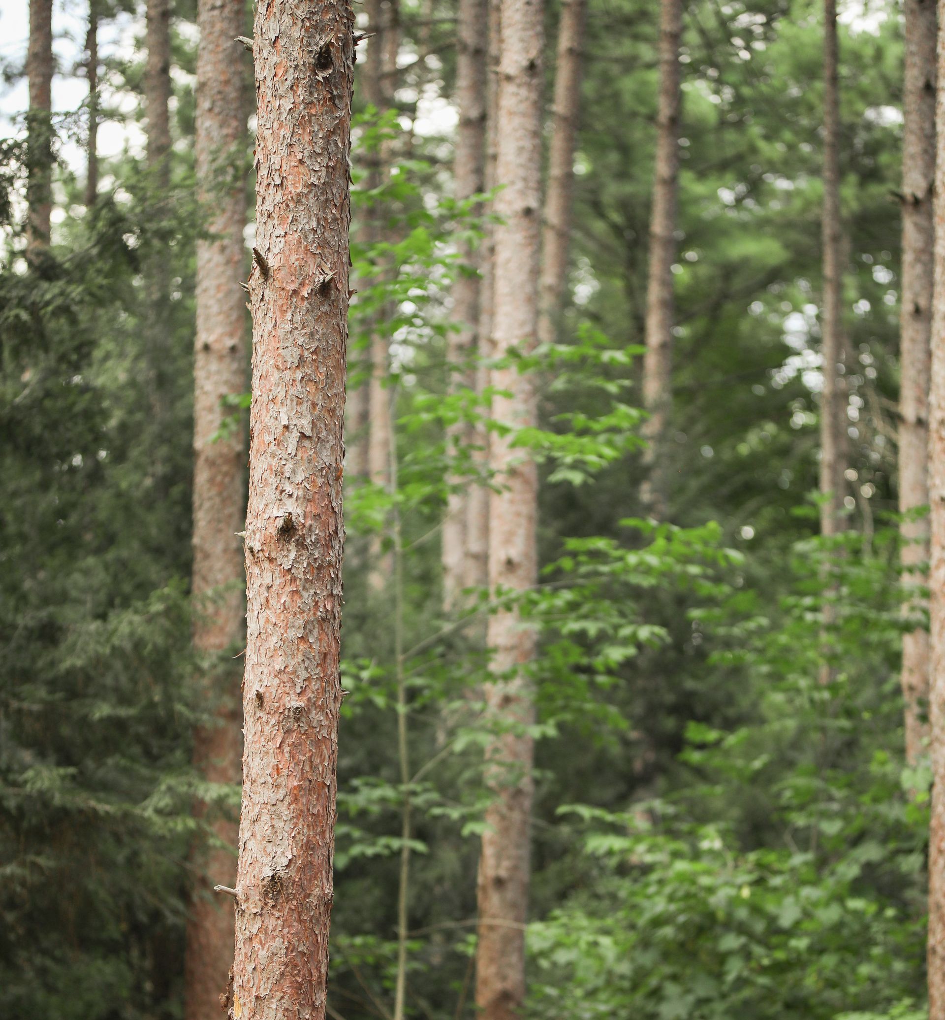 A tree in the middle of a forest with other trees in the background.