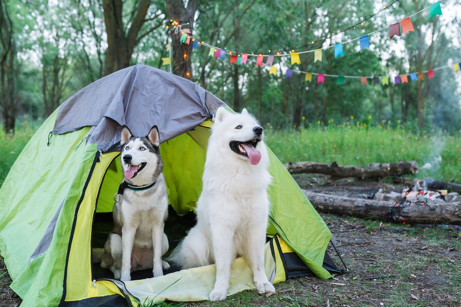 Two dogs are sitting in a tent in the woods.