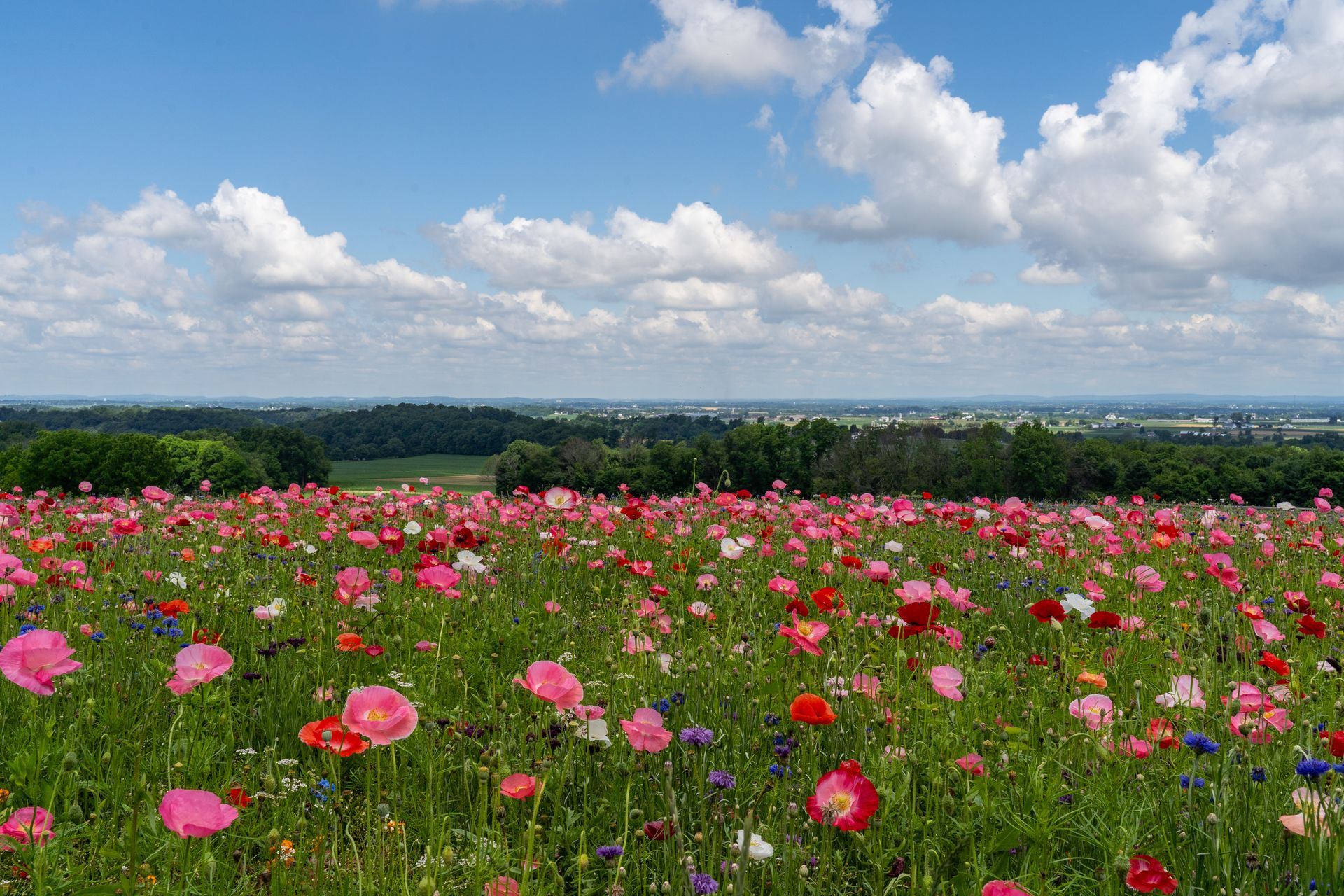 A field of flowers with a blue sky and clouds in the background