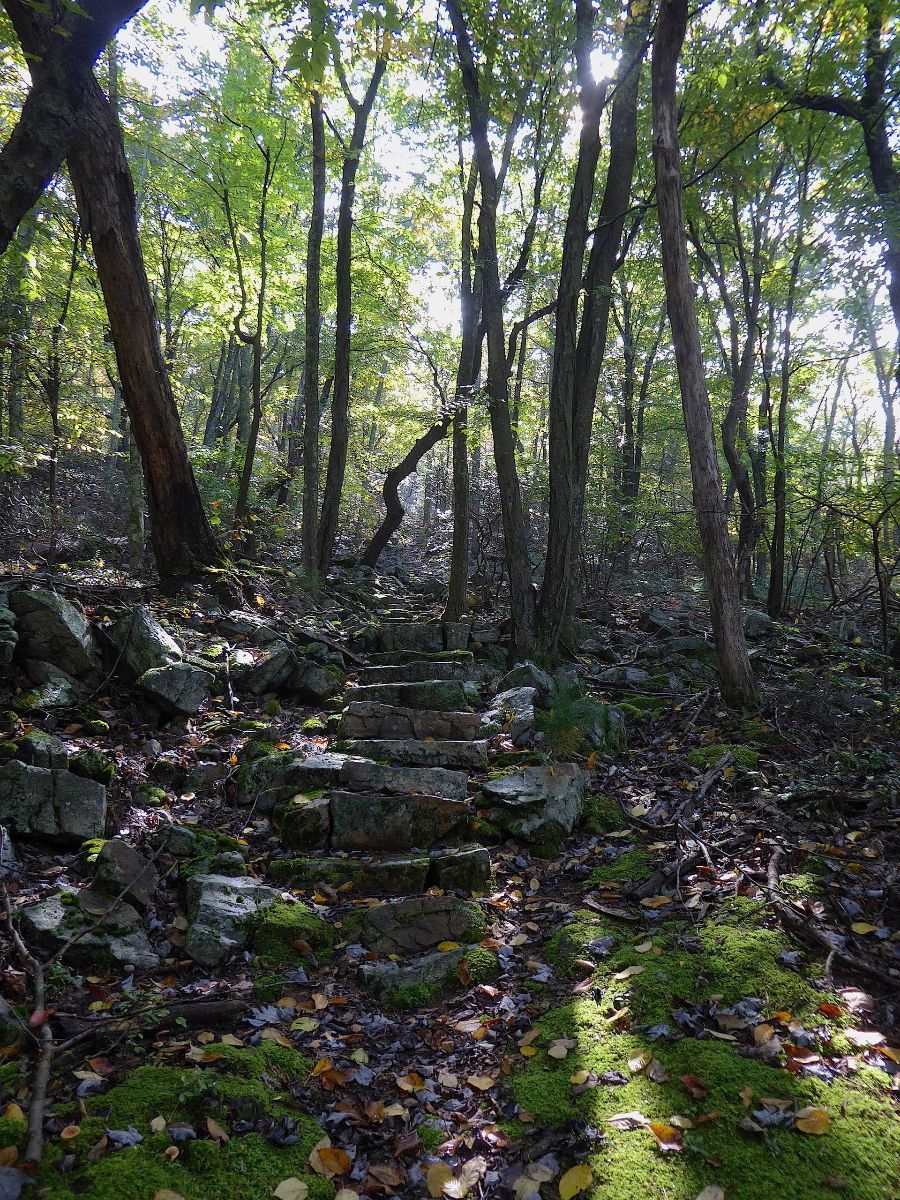 A path in the middle of a forest surrounded by trees and rocks.