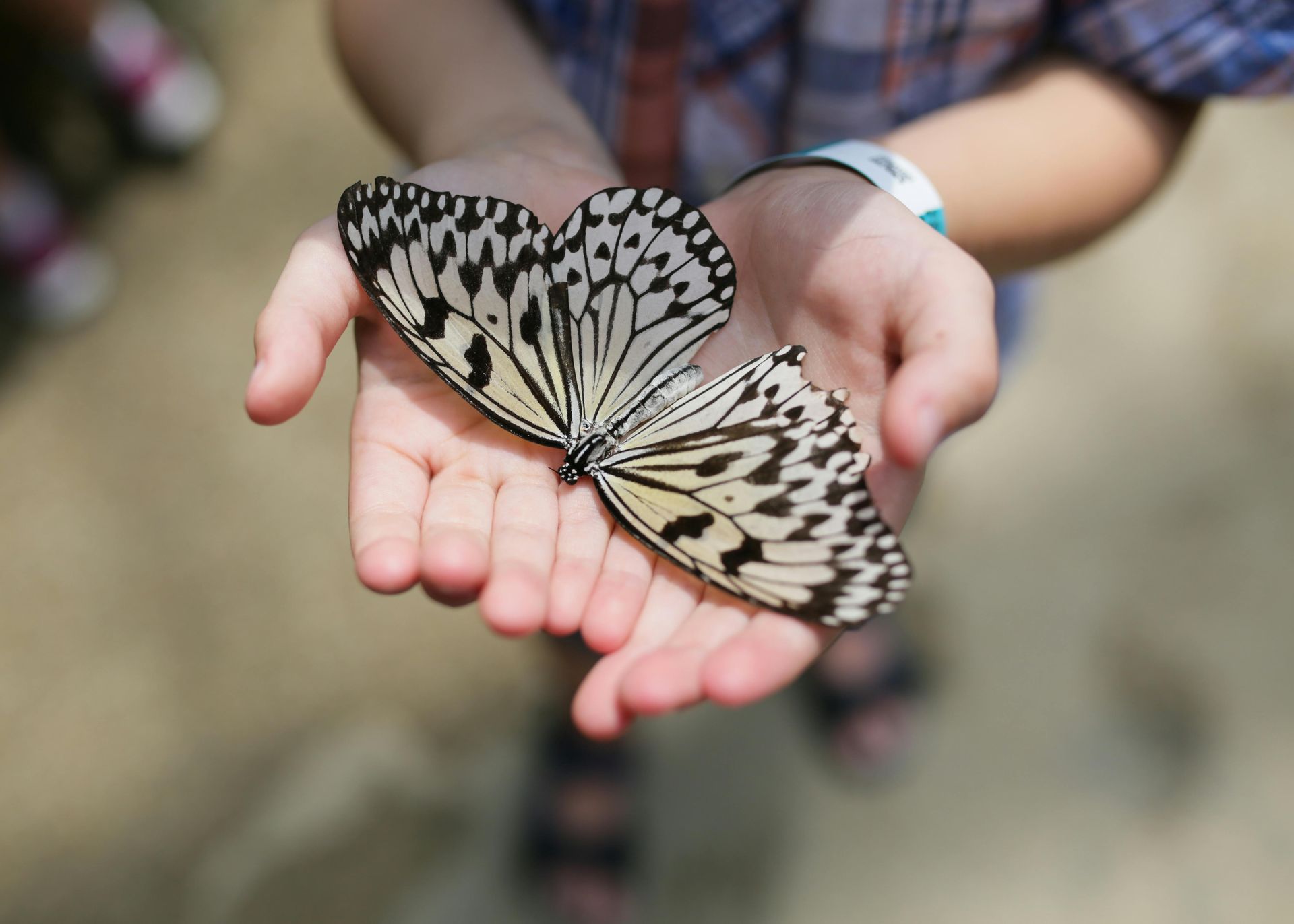 A person is holding a butterfly in their hands.