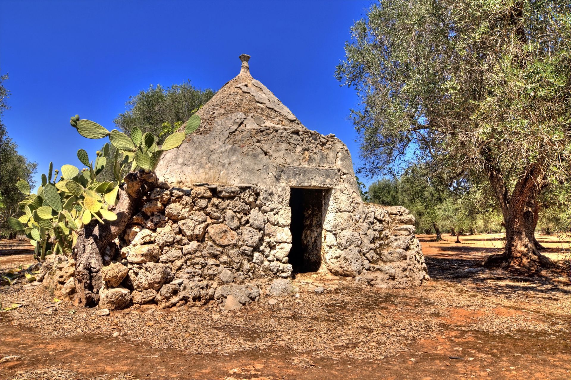 Trullo in pietra con tetto conico e piccola porta d'ingresso, immerso in un campo con ulivi e cactus, sotto un cielo azzurro.