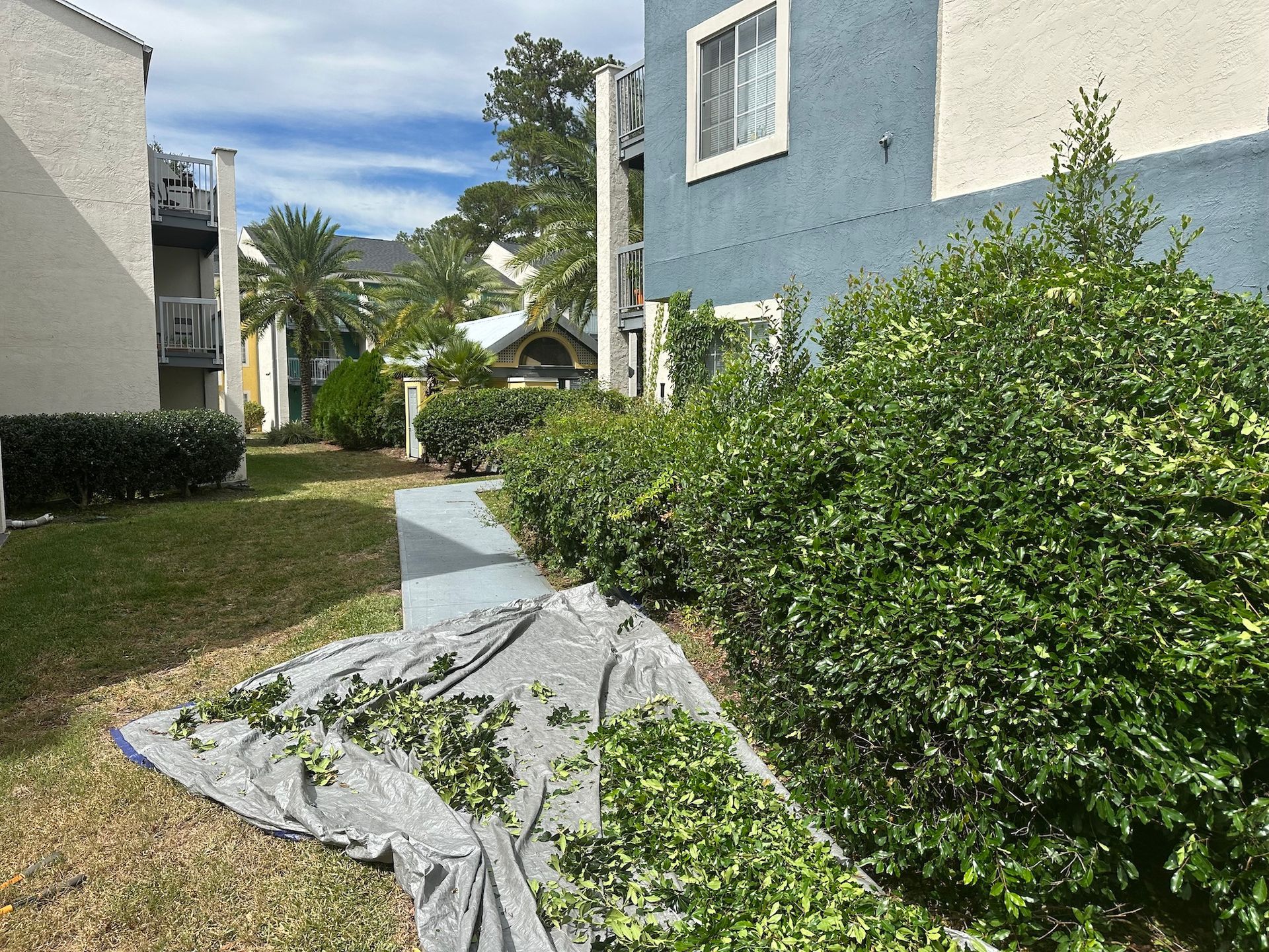 A person is cutting a hedge in front of a building.