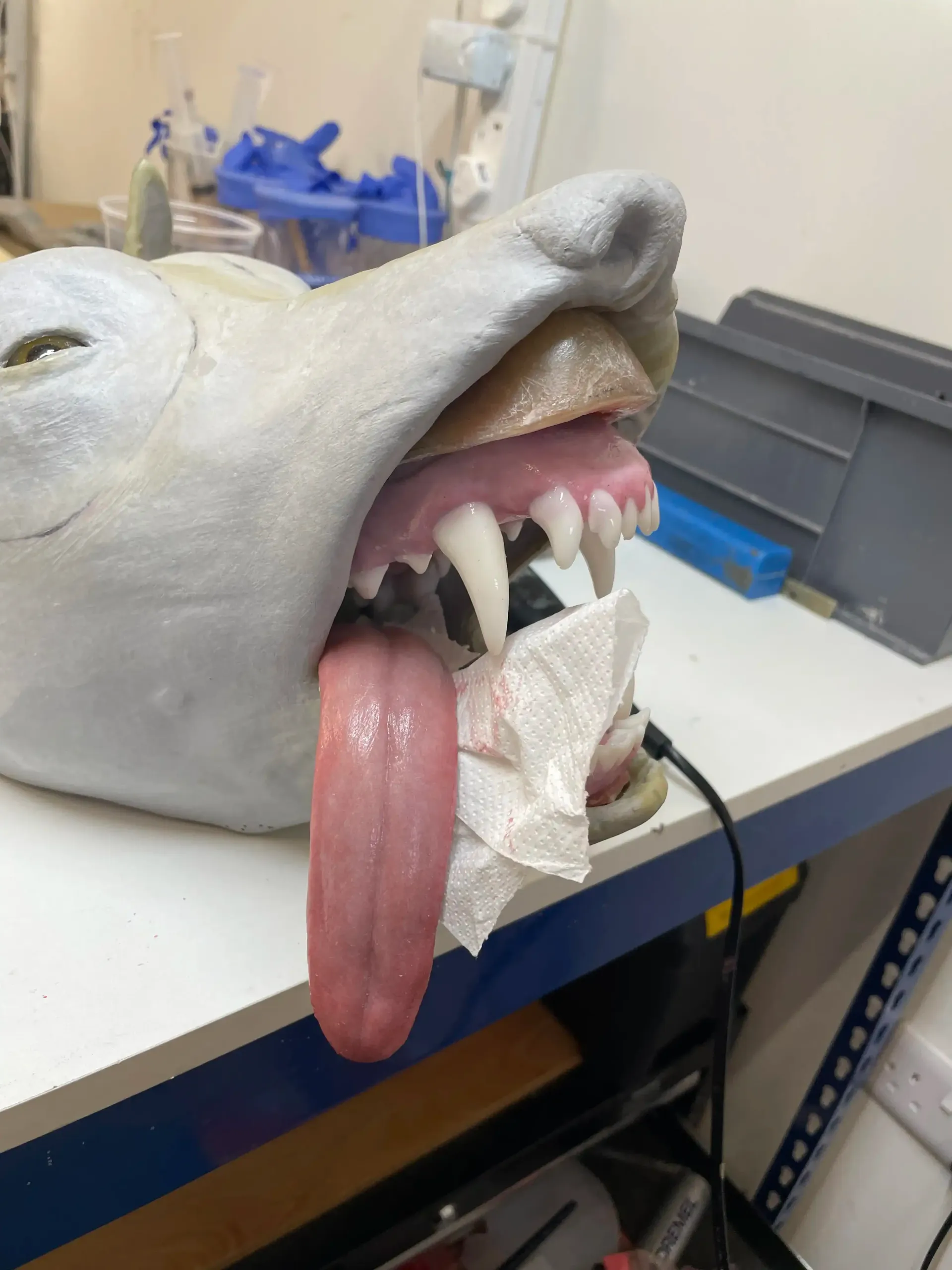 A partially constructed wolf mask with exposed teeth, a tongue, and tissues inside the mouth on a workbench.