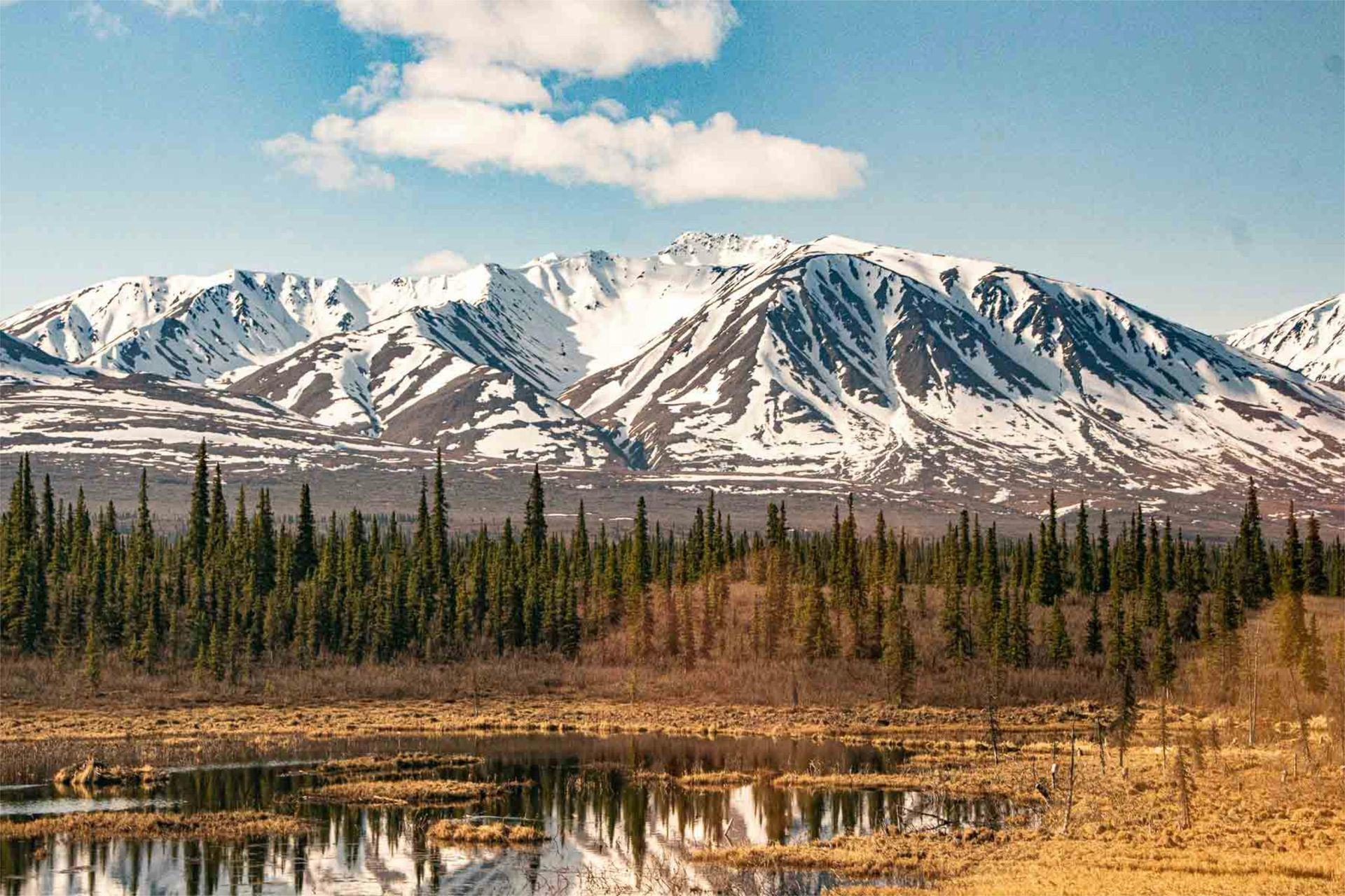 Snowy mountain range above evergreen forest and marshland under a blue sky