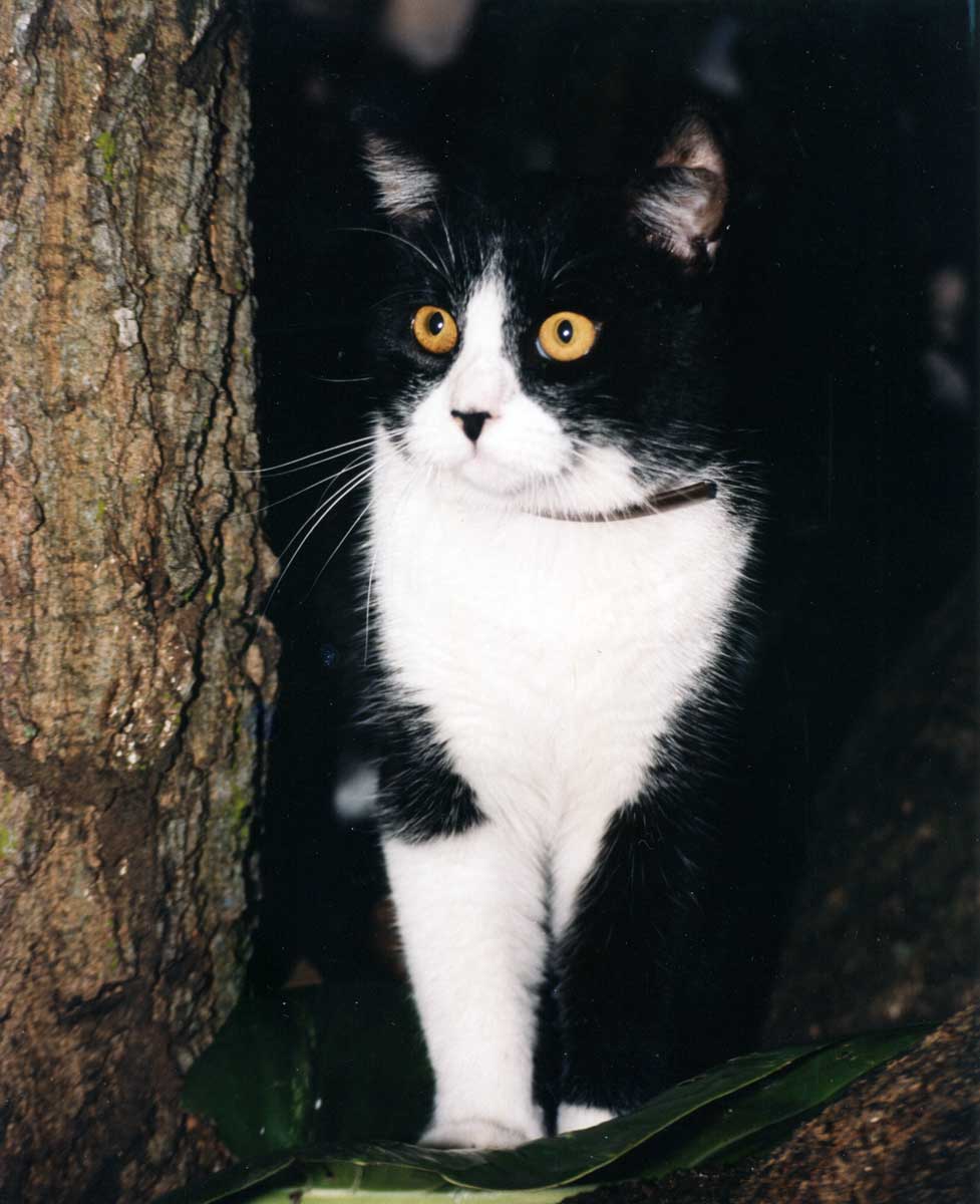 Pamplón, SanJuan, Puerto Rico