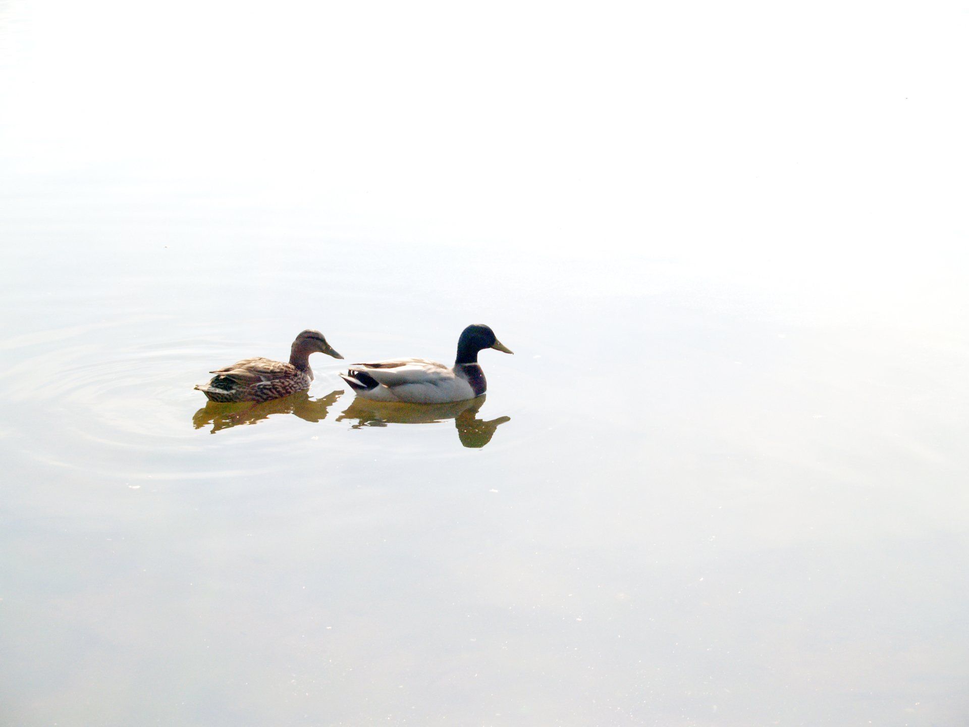 Quiet Ducks, Columbus, GA