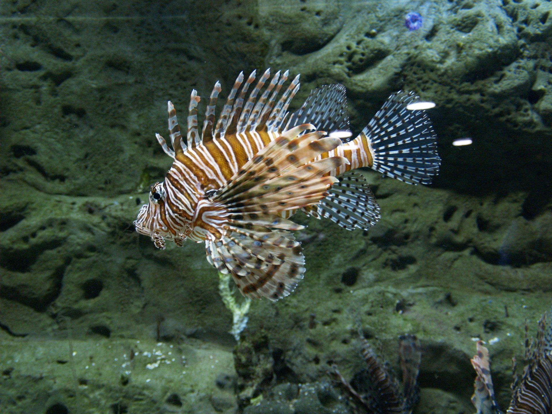 Georgia Aquarium, Atlanta, GA