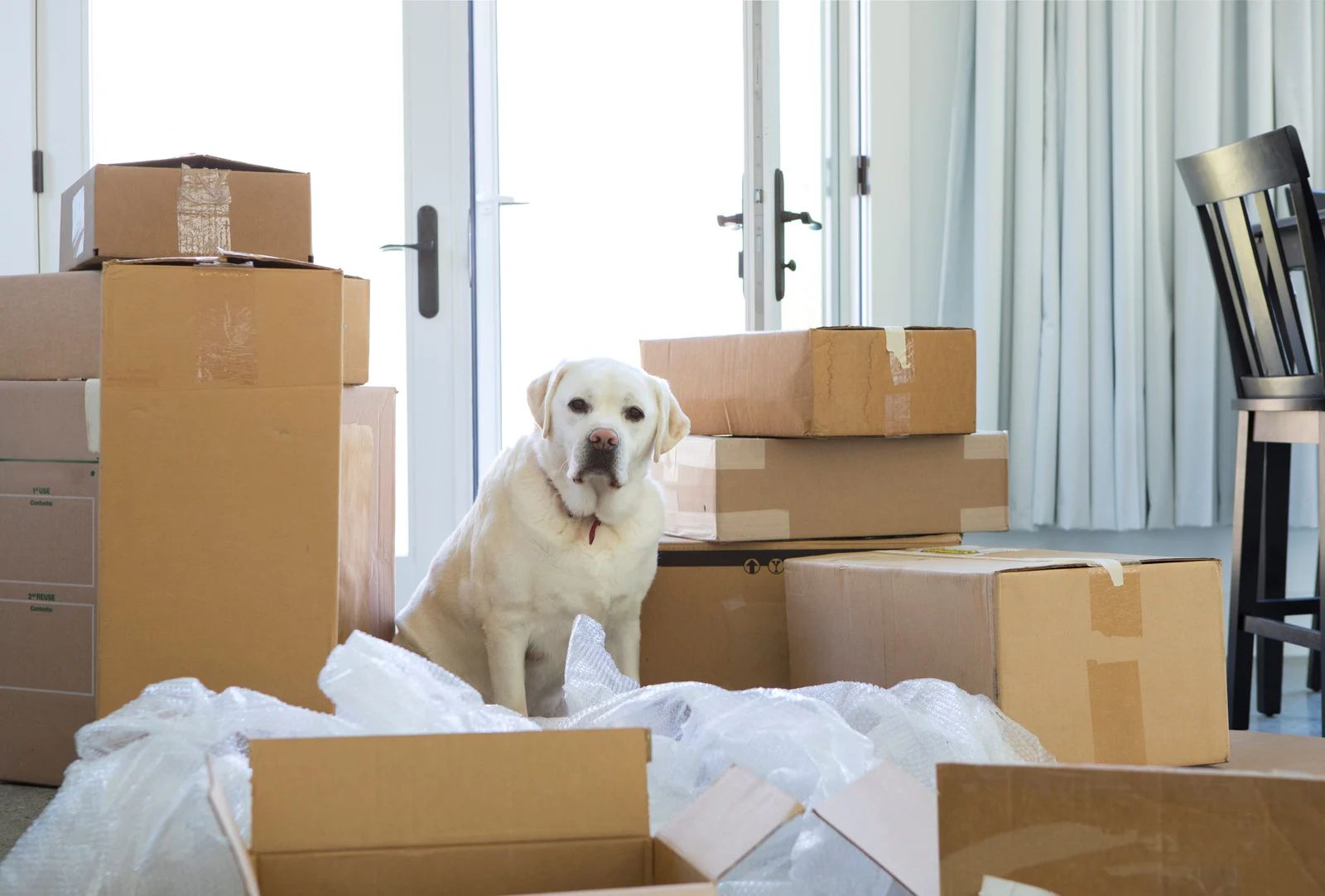 Yellow lab dog sitting amidst moving boxes and packing materials.