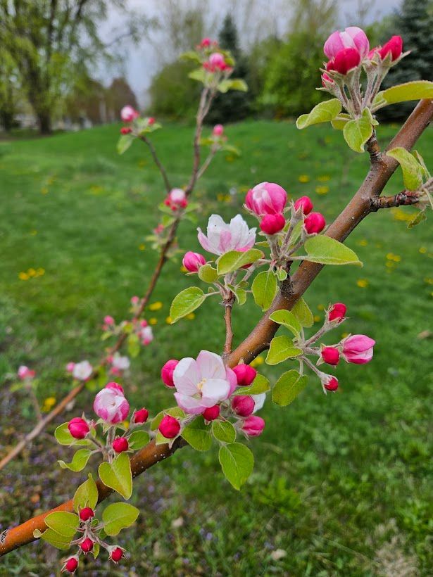 A close up of a tree branch with pink and white flowers.