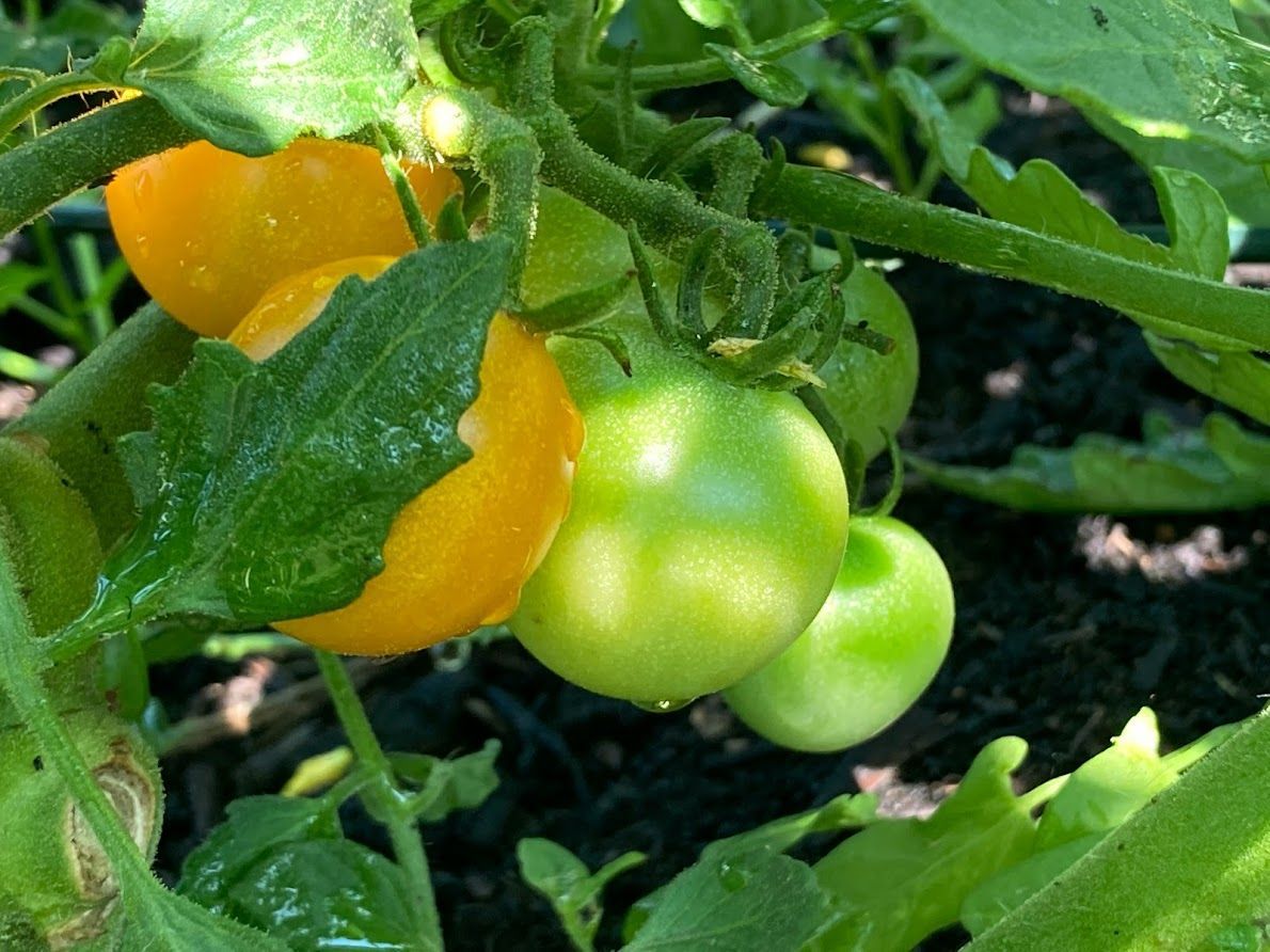 Green and yellow tomatoes are growing on a vine