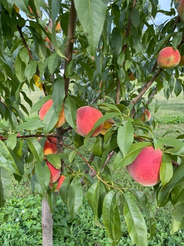 A bunch of peaches are growing on a tree.
