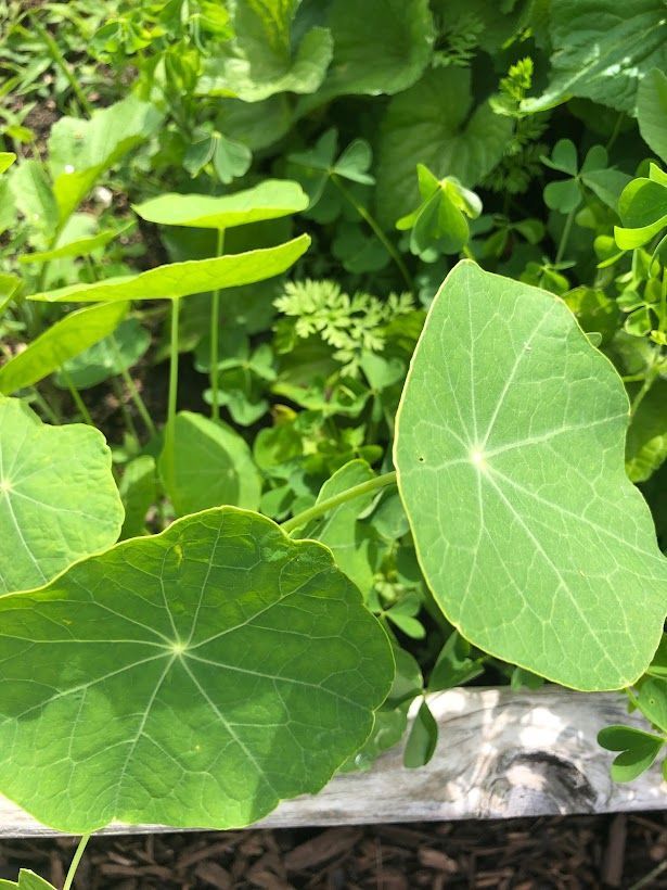 A close up of a green leaf on a plant in a garden.